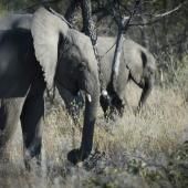 Sécheresse : la Namibie a commencé à abattre des centaines d'animaux sauvages