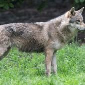 Loups : feu vert de l’Union européenne pour une protection réduite