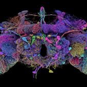 Voir la vidéo de Un cerveau de mouche cartographié pour la première fois
