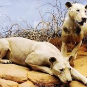 Voir la vidéo de L’ADN éclaire l’histoire des lions mangeurs d’hommes du Tsavo