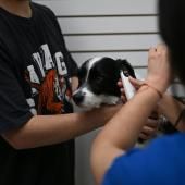 Le Chili lance l'injection contraceptive pour chiens