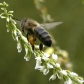 COP16 : les chiffres clés sur l’état alarmant de la nature dans le monde