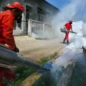 L’OMS lance la lutte mondiale contre la dengue 