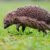 Le hérisson désormais "quasi-menacé" d'extinction