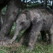 Indonésie : rare naissance d'un éléphant de Sumatra, une espèce en danger critique d'extinction
