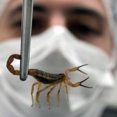 Le scorpion est devenu l&#039;animal venimeux le plus mortel du Brésil