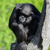 Un singe n’aurait pas assez du temps de l’Univers pour rivaliser avec Shakespeare 