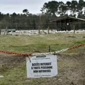 Un foyer de grippe aviaire "hautement pathogène" détecté dans un élevage dans l'Eure
