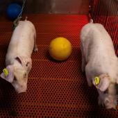 Dans une ferme-laboratoire américaine, des porcs transgéniques élevés pour vendre des reins aux humains