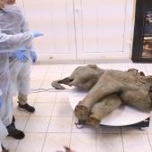La Russie expose un petit mammouth quasi intact de 50 000 ans