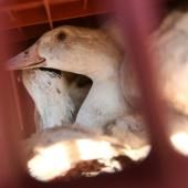 Grippe aviaire : une souche identifiée pour la première fois aux États-Unis