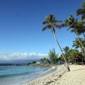 En Guadeloupe, les cocotiers doublement menacés 