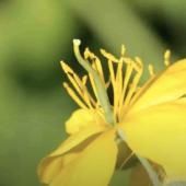 Voir la vidéo de La chélidoine