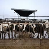 États-Unis : une nouvelle souche du virus de la grippe aviaire détectée chez des bovins