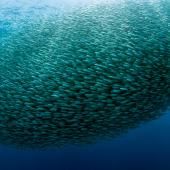 Counting fish to prevent overfishing