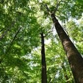 Sauver le chêne, roi des forêts françaises : une mission et un testament