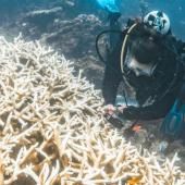Climat : le blanchissement mondial des coraux bat record sur record 