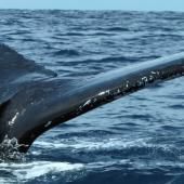 Voir la vidéo de Le pipi des baleines essentiel pour les océans
