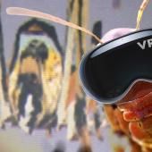 Voir la vidéo de Criquets : la réalité virtuelle révèle leur individualité