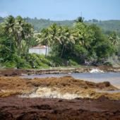 La Guadeloupe confrontée à une nouvelle arrivée massive de sargasses