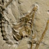 L’Archaeoptéryx possédait des plumes essentielles au vol 