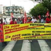 Chlordécone aux Antilles : pourvoi de l’État contre sa condamnation