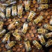 Abeilles et pesticides : la science face au retour possible des néonicotinoïdes