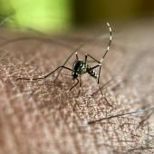 Nouveau cas autochtone de chikungunya en métropole, le deuxième en 2025