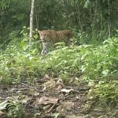 Des photos rarissimes de léopards prises au Bangladesh 