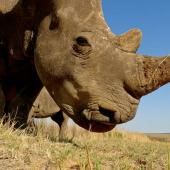Voir la vidéo de Décorner les rhinocéros pour sauver l’espèce ?   
