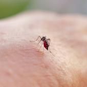 Chikungunya : Mayotte est passée en phase d’épidémie, selon Santé publique France 