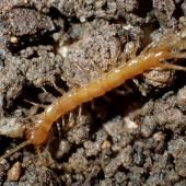 Cruciaux pour la santé des sols, des mille-pattes menacés d’extinction en France