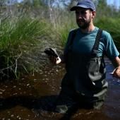 Sur les terres brûlées de Gironde, les premiers signes du retour de la nature 