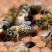 Néonicotinoïdes: des motifs d&#039;inquiétudes pour la santé humaine mais manque d&#039;études d&#039;ampleur