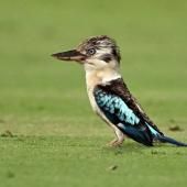 Des scientifiques découvrent un taux important de changement de sexe chez certains oiseaux