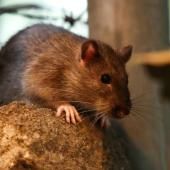 Stresser les rats, la méthode de New York pour éviter qu&#039;ils ne se reproduisent