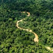 Guyane : la Cour des comptes alerte sur une gestion forestière à repenser 