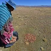 Une étude révèle que la pomme de terre descend de la tomate 