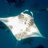 Océans : des scientifiques mettent en évidence l’efficacité de très grandes aires protégées 