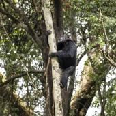 Nos cousins chimpanzés consomment aussi de l&#039;alcool : l&#039;équivalent d&#039;une pinte par jour