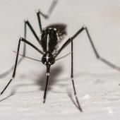 Dengue, chikungunya : les techniques de lâchers de moustiques fonctionnent-elles vraiment ?