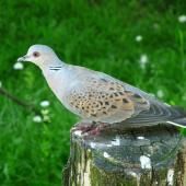 Biodiversité : controverse autour de la chasse à la tourterelle des bois, de nouveau autorisée en France