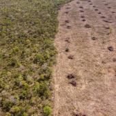  Loi contre la déforestation : Bruxelles veut un nouveau report 