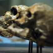 Un crâne d’un million d’années pourrait modifier la chronologie de l’évolution humaine, selon une étude