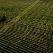 La surexposition aux pesticides des riverains des vignes démontrée par une vaste étude 