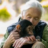 Jane Goodall, ambassadrice des chimpanzés et militante de la nature, s’éteint à 91 ans