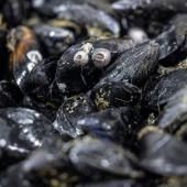 Pesticides et médicaments retrouvés sur tout le littoral français