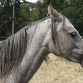 Voir la vidéo de Chevaux de compétition : comment savoir s’ils sont heureux ?