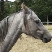 Voir la vidéo de Chevaux de compétition : comment savoir s’ils sont heureux ?
