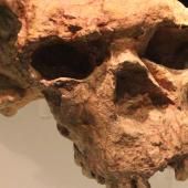 Voir la vidéo de Yunxian 2 : un crâne qui pourrait réécrire l’histoire de Sapiens